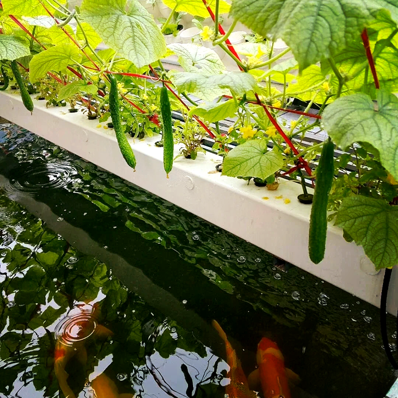 马鞍山市苗床鱼菜共生 - 排名