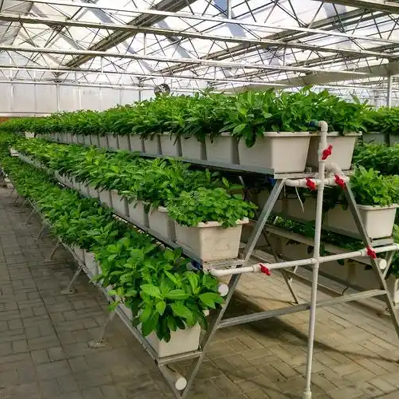 马鞍山市植物工厂空中草莓 - 一站式服务